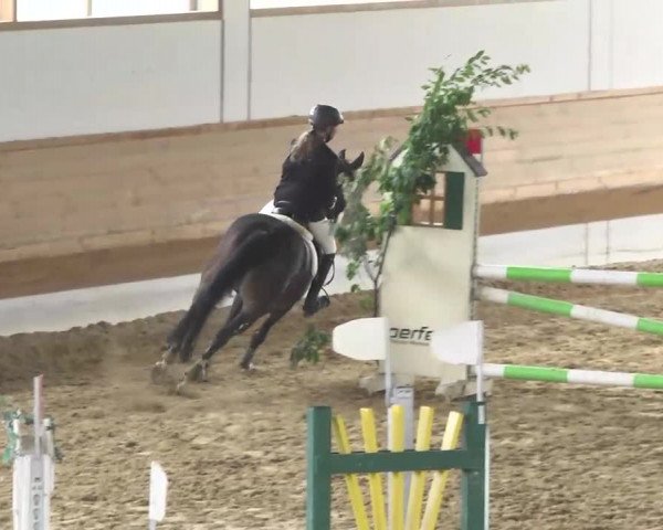 Reitturnier Thierhaupten-Ötz 2013
