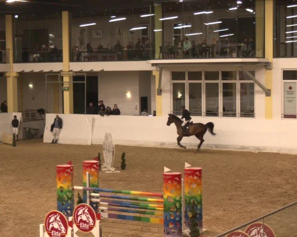 Reitturnier Stadl-Paura 2024