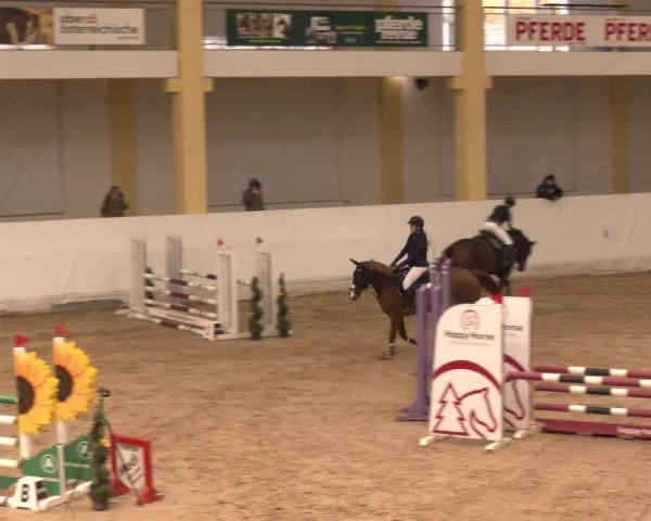 Reitturnier Stadl-Paura 2024