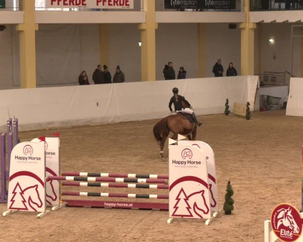 Reitturnier Stadl-Paura 2024