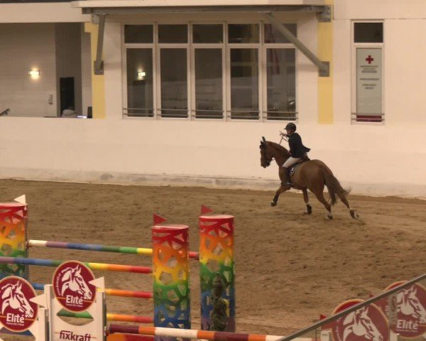 Reitturnier Stadl-Paura 2024