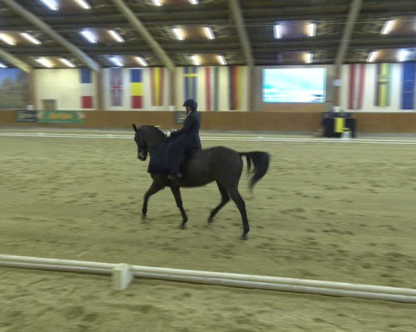 Reitturnier Weikersdorf am Steinfelde 2024