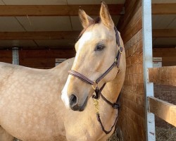 jumper Bogoss L'Evidence Z (Zangersheide riding horse, 2018)