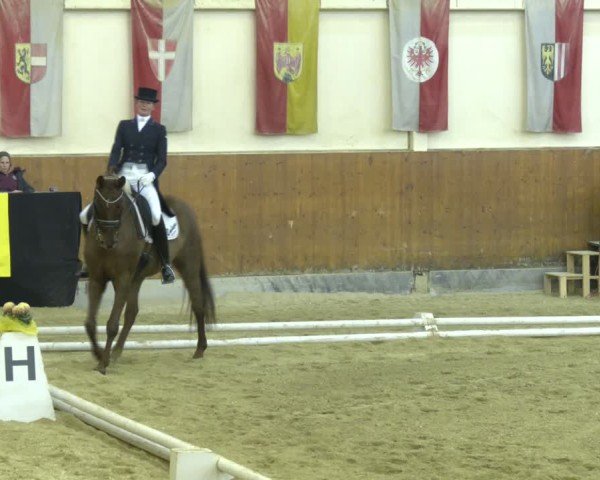 Reitturnier Weikersdorf am Steinfelde 2024