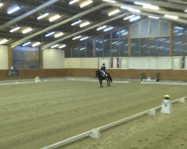 Reitturnier Weikersdorf am Steinfelde 2024
