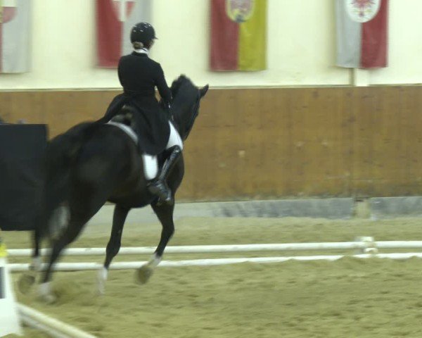 Reitturnier Weikersdorf am Steinfelde 2024