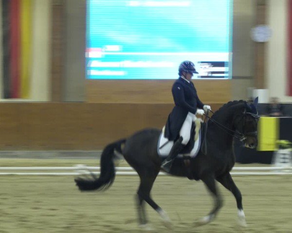 Reitturnier Weikersdorf am Steinfelde 2024