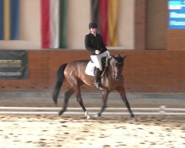 Reitturnier Weikersdorf am Steinfelde 2024