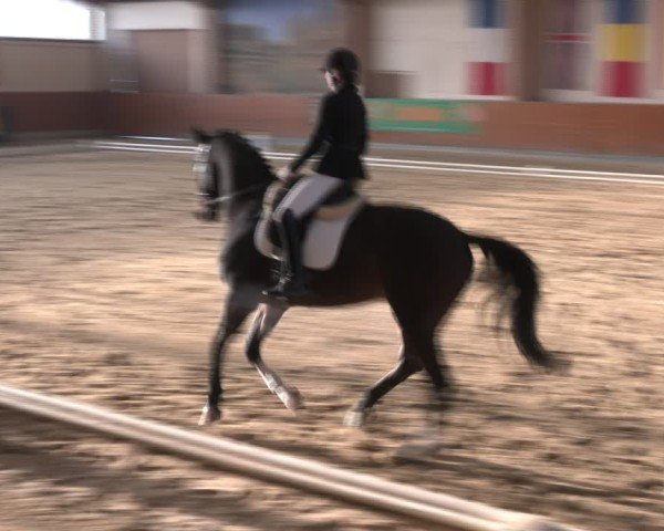 Reitturnier Weikersdorf am Steinfelde 2024