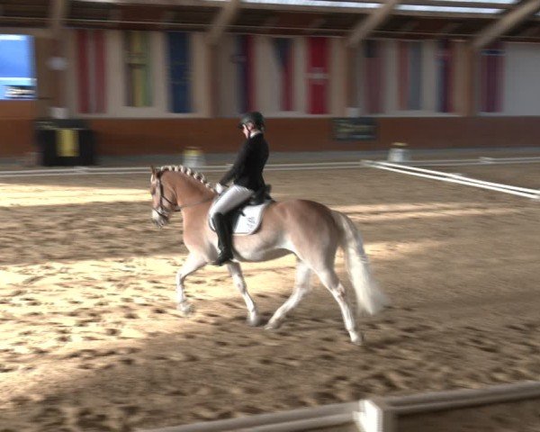 Reitturnier Weikersdorf am Steinfelde 2024