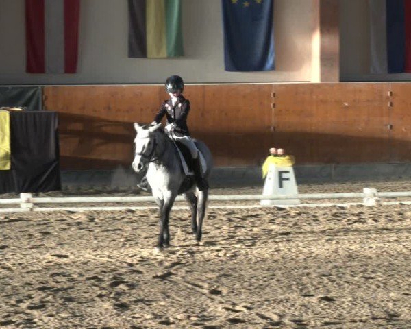 Reitturnier Weikersdorf am Steinfelde 2024