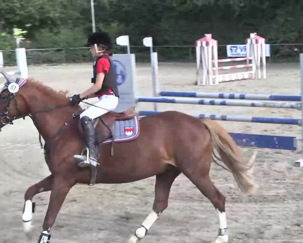 Bayerisches Landesponyturnier 2013