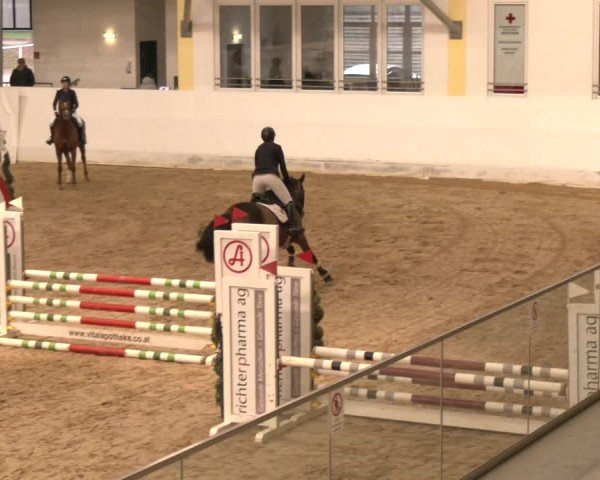 Reitturnier Stadl-Paura 2024
