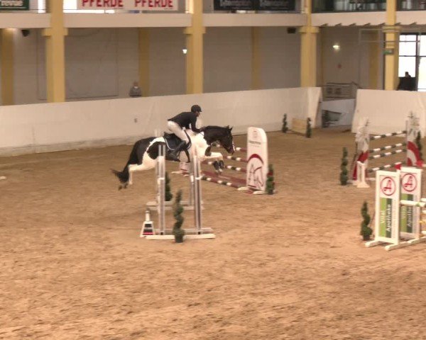 Reitturnier Stadl-Paura 2024
