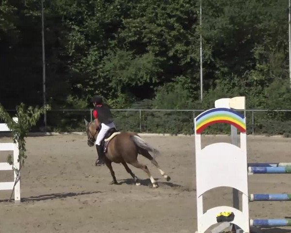 Reitturnier Thierhaupten-Ötz 2013