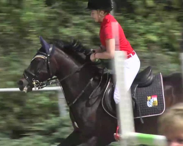 Bayerisches Landesponyturnier 2013
