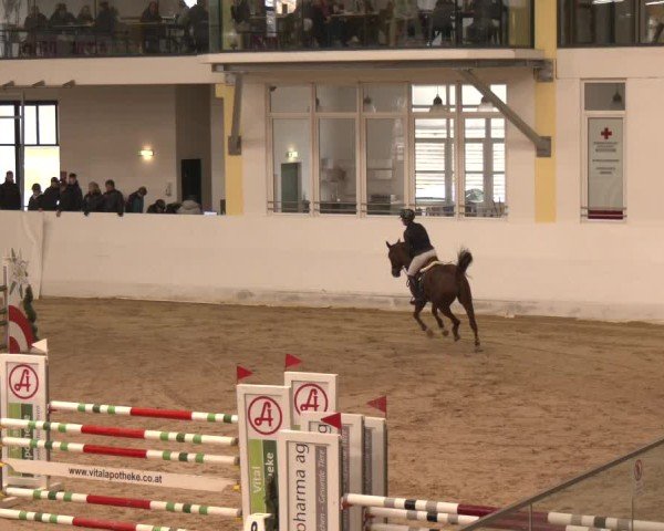 Reitturnier Stadl-Paura 2024