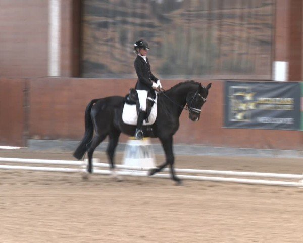 Reitturnier Weikersdorf am Steinfelde 2024
