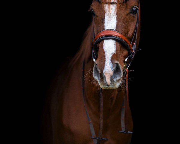 broodmare Fidelis (Hanoverian, 2014, from Fuechtels Floriscount OLD)