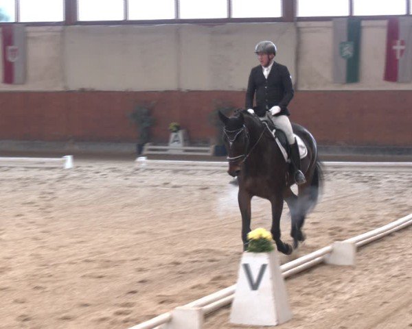 Reitturnier Weikersdorf am Steinfelde 2024