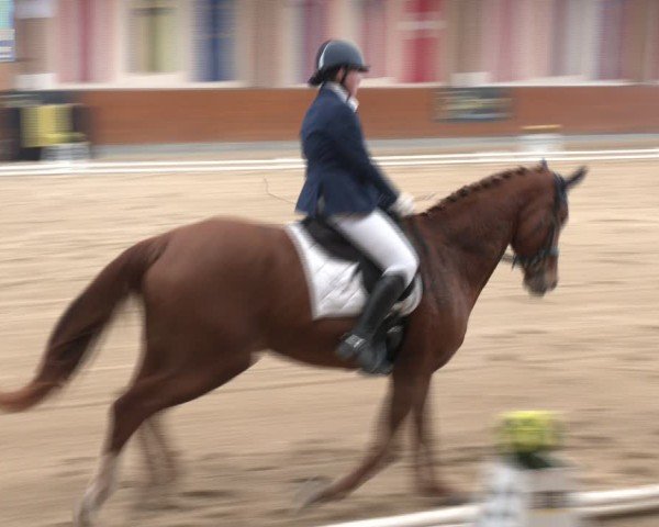 Reitturnier Weikersdorf am Steinfelde 2024