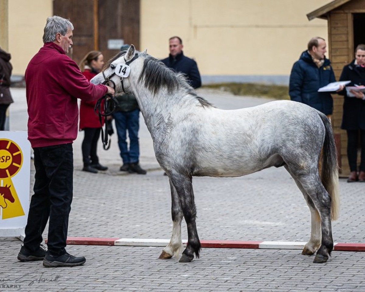 Pferd Ysselvliedts New Edition (Welsh Mountain Pony (Sek.A), 2022, von Ysselvliedt's Special Edition)