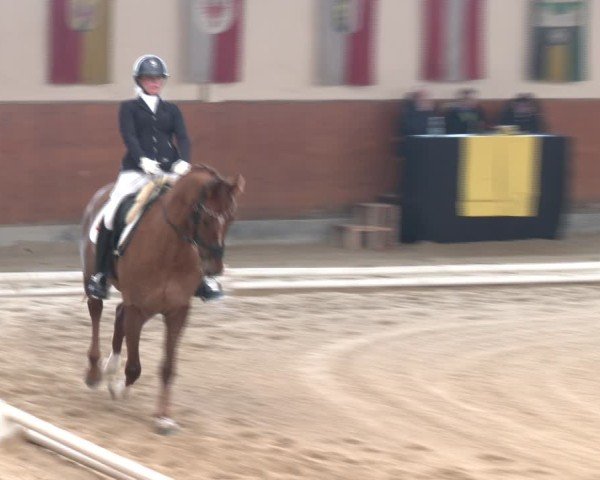 Reitturnier Weikersdorf am Steinfelde 2024