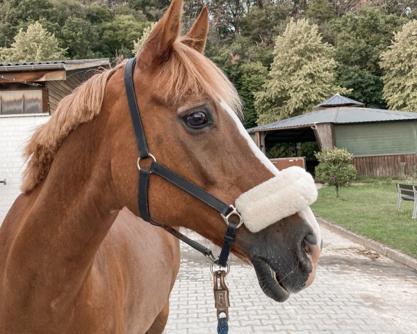 Springpferd Dendro (Deutsches Reitpony, 1999, von Don Pedro)