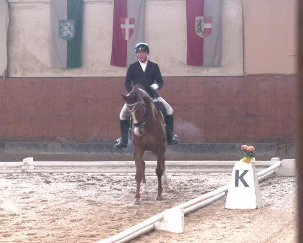 Reitturnier Weikersdorf am Steinfelde 2024