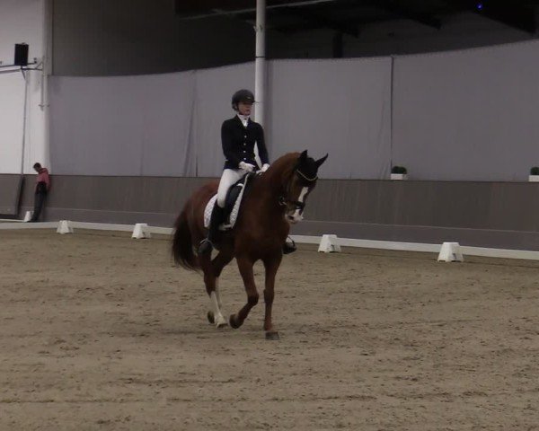 Reitturnier Münster-Handorf 2024
