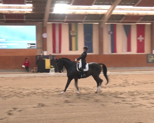 Reitturnier Weikersdorf am Steinfelde 2024
