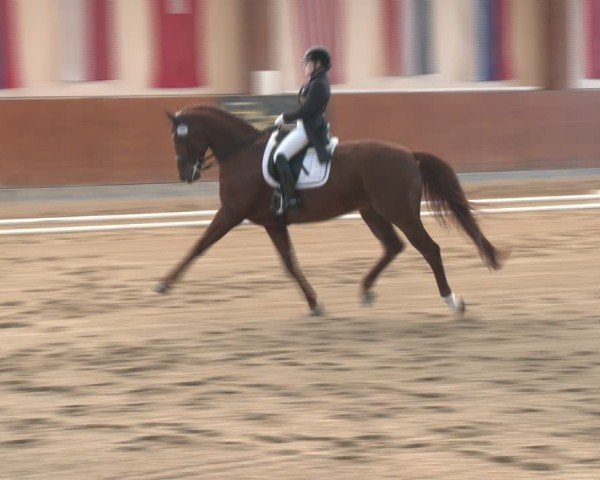 Reitturnier Weikersdorf am Steinfelde 2024