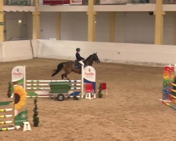 Reitturnier Stadl-Paura 2024