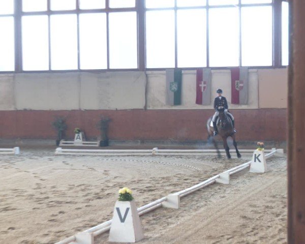Reitturnier Weikersdorf am Steinfelde 2024