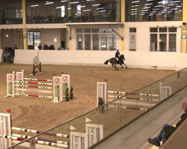 Reitturnier Stadl-Paura 2024