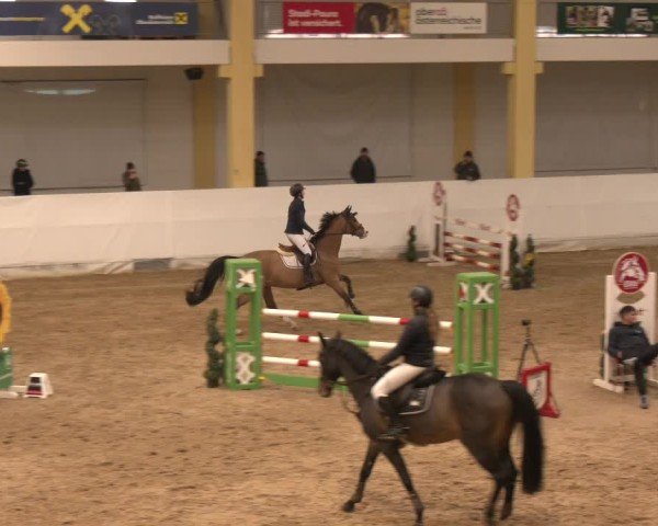 Reitturnier Stadl-Paura 2024