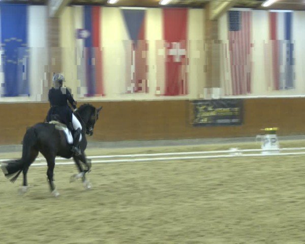 Reitturnier Weikersdorf am Steinfelde 2024