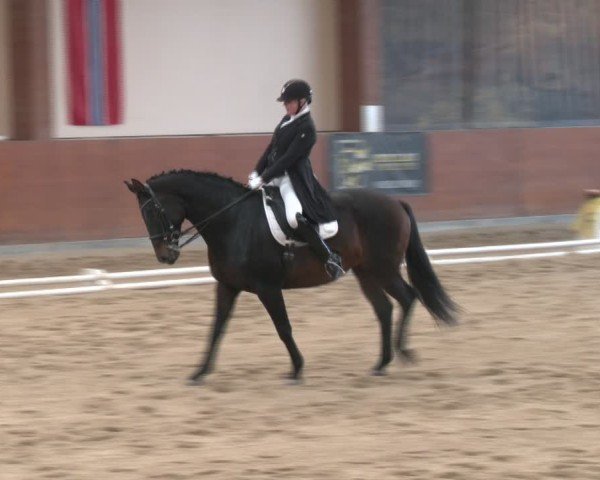 Reitturnier Weikersdorf am Steinfelde 2024