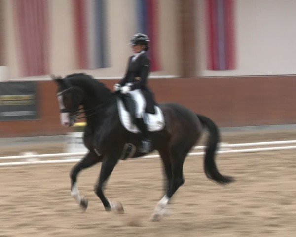 Reitturnier Weikersdorf am Steinfelde 2024