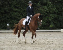 horse First Choice 53 (Westphalian, 2020)