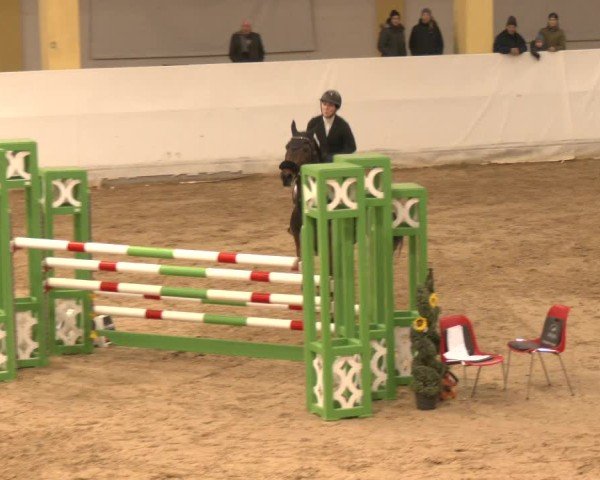 Reitturnier Stadl-Paura 2024
