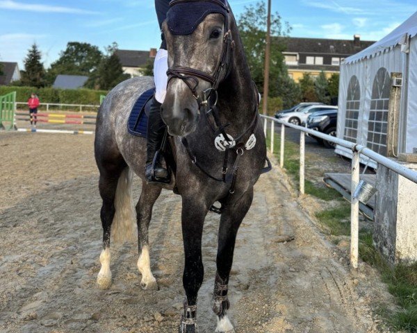 jumper Cleks (Hanoverian, 2019, from Cristallo I)