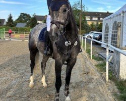 jumper Cleks (Hanoverian, 2019, from Cristallo I)