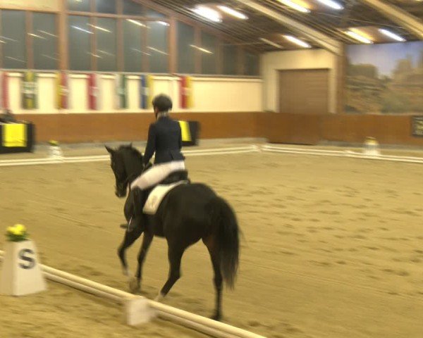 Reitturnier Weikersdorf am Steinfelde 2024