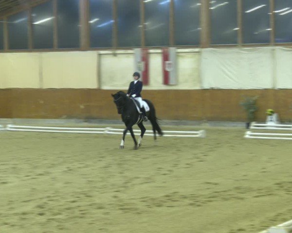 Reitturnier Weikersdorf am Steinfelde 2024