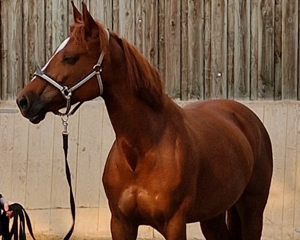 horse Gambria de Semilly (German Sport Horse, 2015, from Galant de Semilly 2)