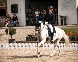 dressage horse Der kleine Held 3 (German Riding Pony, 2008, from Don Diabolo NRW)