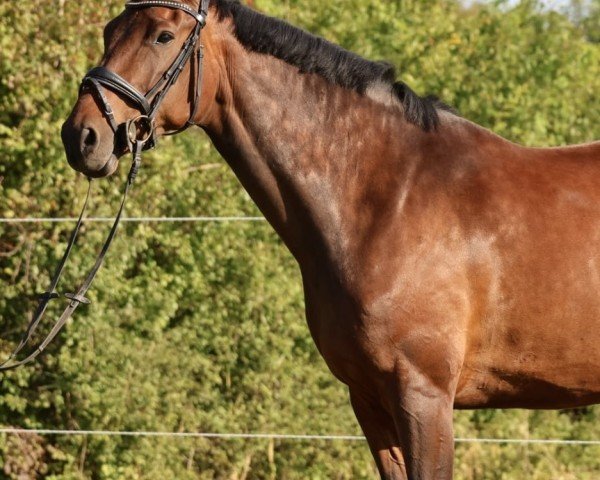Pferd Lillifee (Holsteiner, 2018, von Chapeau TN)