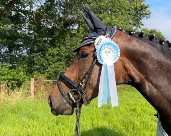 Dressurpferd Vote Vaiana (Hannoveraner, 2019, von Viscount 22)