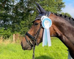 dressage horse Vote Vaiana (Hanoverian, 2019, from Viscount 22)